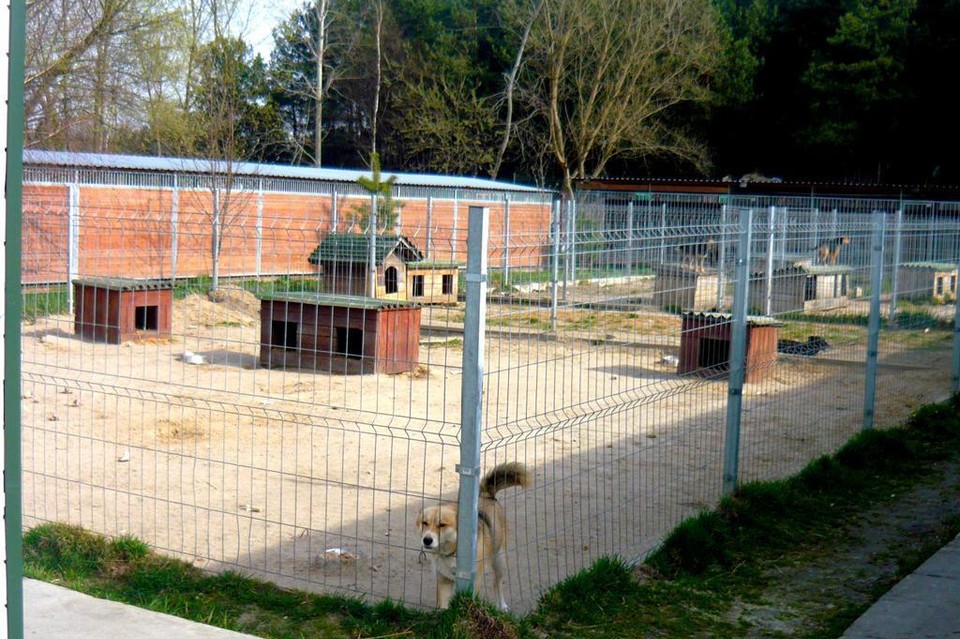 Wolontariusze w pomocy Schronisku Azyl - Zdjęcie główne