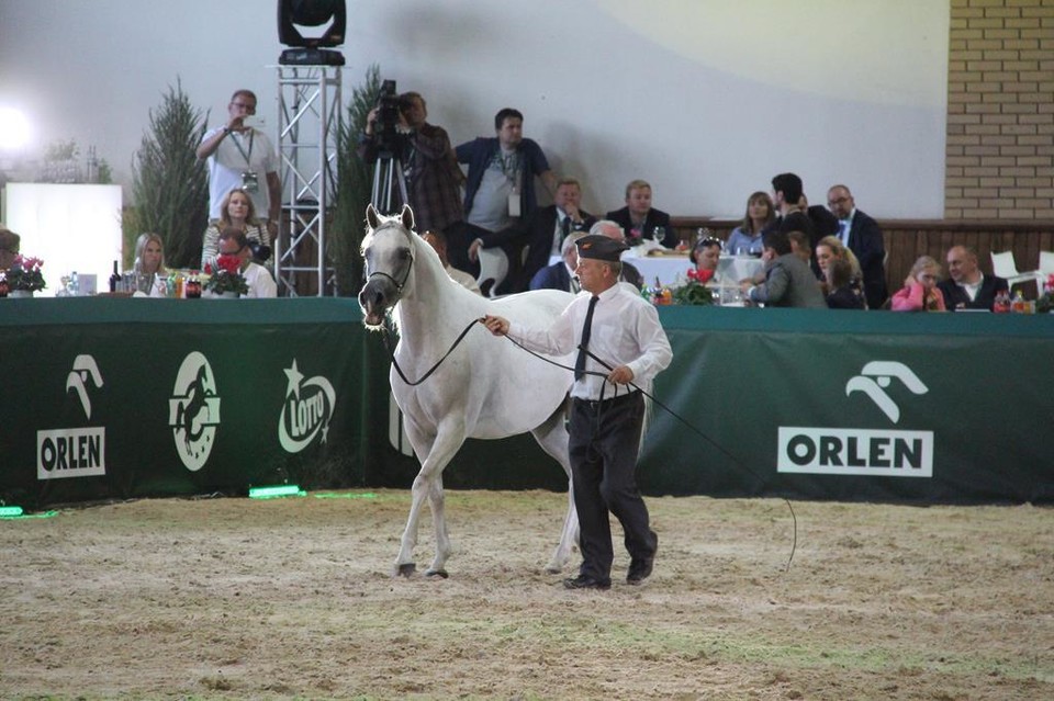 Fotorelacja z aukcji Pride Of Poland (zdjęcia) - Zdjęcie główne