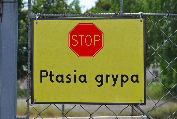 Ognisko ptasiej grypy w gminie Łomazy - Zdjęcie główne