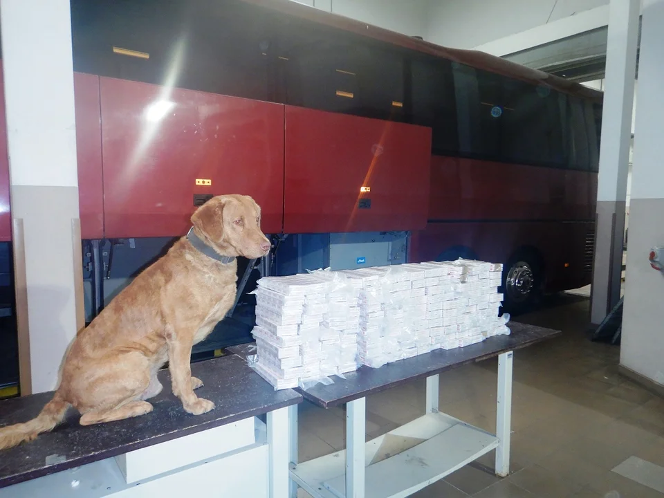 Powiat bialski: Kolejne nielegalne papierosy na granicy. Pomógł je wykryć pies służbowy - Zdjęcie główne