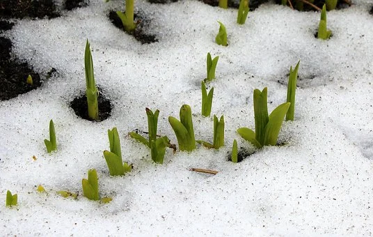 Biała Podlaska. Mniej opadów, temperatury zróżnicowane. Prognoza pogody na tydzień (13 - 19.03.2023r) - Zdjęcie główne