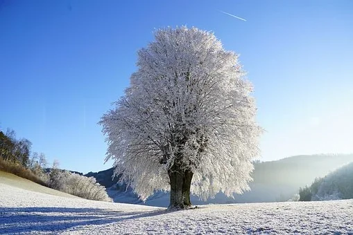 Biała Podlaska: Pogoda w święta. Planujesz spędzić święta w  Białej Podlaskiej ? Sprawdź czy jest szansa na śnieg i mróz. - Zdjęcie główne