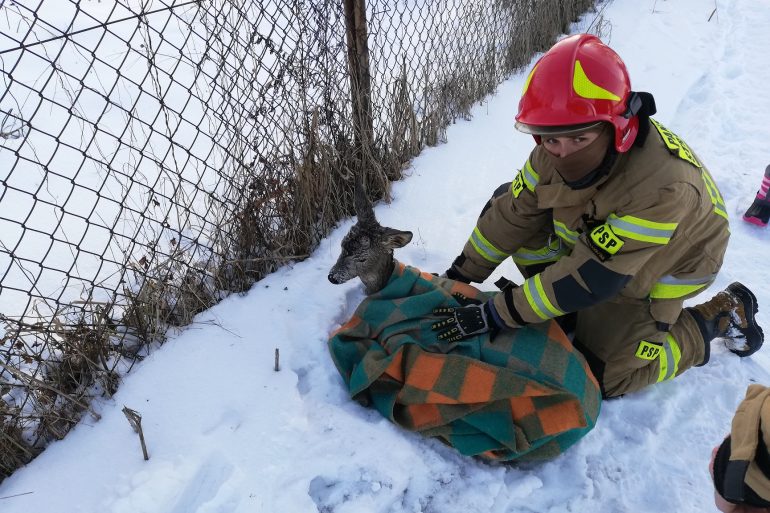 Uratowano sarnę która wpadła do Krzny - Zdjęcie główne