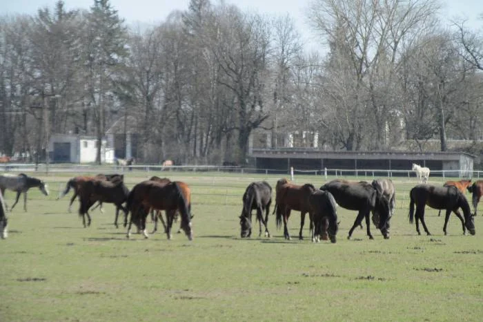 Haków na prezesów stadnin nie znaleziono - Zdjęcie główne