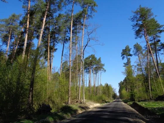 Powiat bialski :  Myśliwy strzelił ze sztucera do myśliwego. Jest akt oskarżenia - Zdjęcie główne