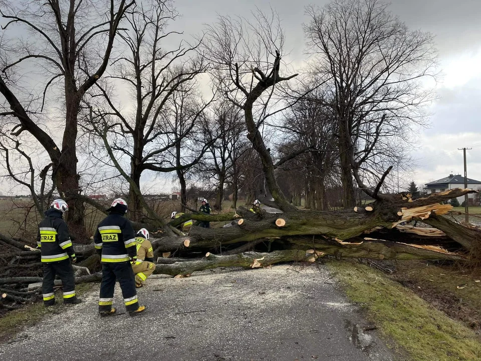 Powalone drzewa, uszkodzone budynki i linie energetyczne. Straż pożarna podsumowała ostatnie wichury w rejonie Lublina - Zdjęcie główne