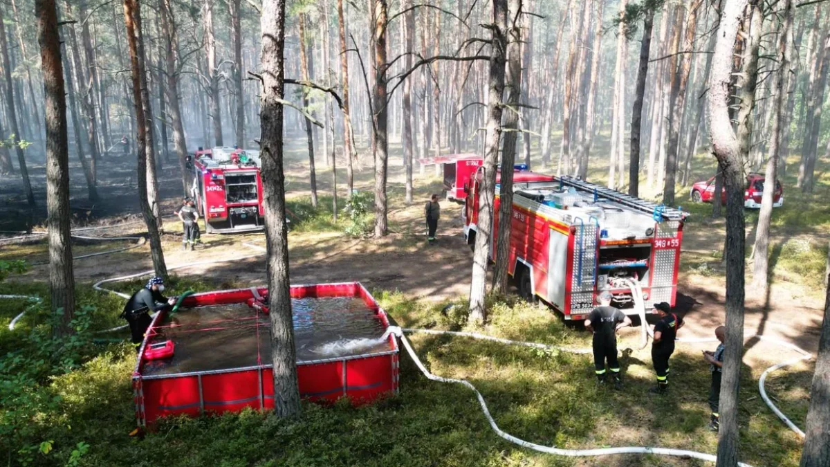 2 hektary płonącego lasu i 17 zastępów straży pożarnej. Akcja trwała 2 dni - Zdjęcie główne