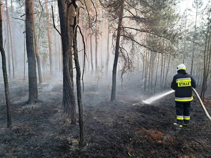 Podpalacz spowodował groźny pożar lasu? - Zdjęcie główne