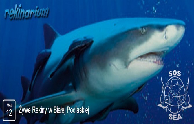 Żywe Rekiny w Białej Podlaskiej [KONKURS] - Zdjęcie główne