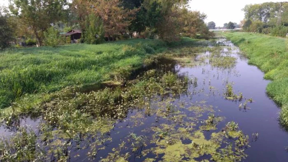 PODPATRZONE: Krzna płynie coraz wolniej... - Zdjęcie główne