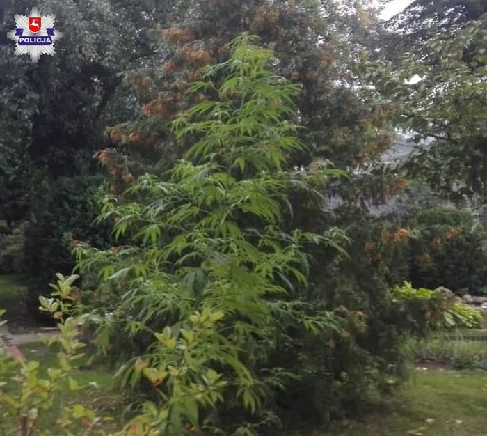 Posadził "pomidory", wyrosły krzaki konopi - Zdjęcie główne