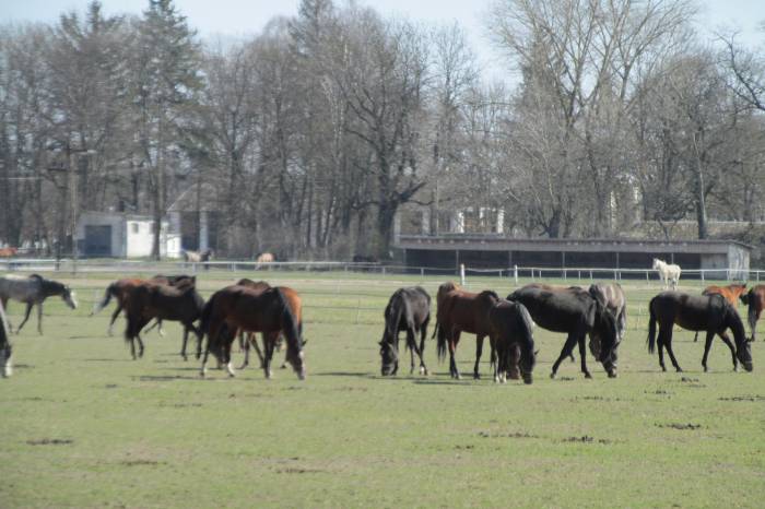 Znowu przeciąga się śledztwo w sprawie niegospodarności w janowskiej stadninie - Zdjęcie główne