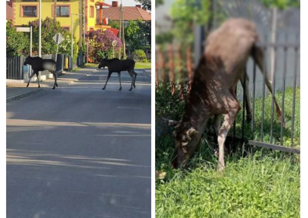 Łosie giną na ostrych płotach. Z lasów przepędzają je wilki - Zdjęcie główne