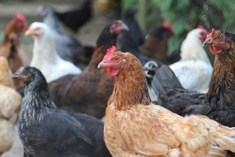 Ognisko ptasiej grypy w powiecie lubartowskim. Wojewoda ustanawia strefy zapowietrzone i zagrożone (Aktualizacja) - Zdjęcie główne