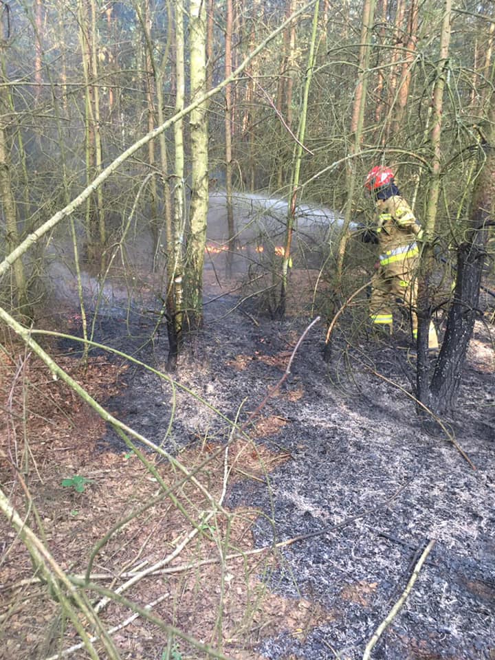 W Żurawińcu Kolonii paliła się ściółka leśna. Strażacy z gminy Ostrówek w akcji - Zdjęcie główne