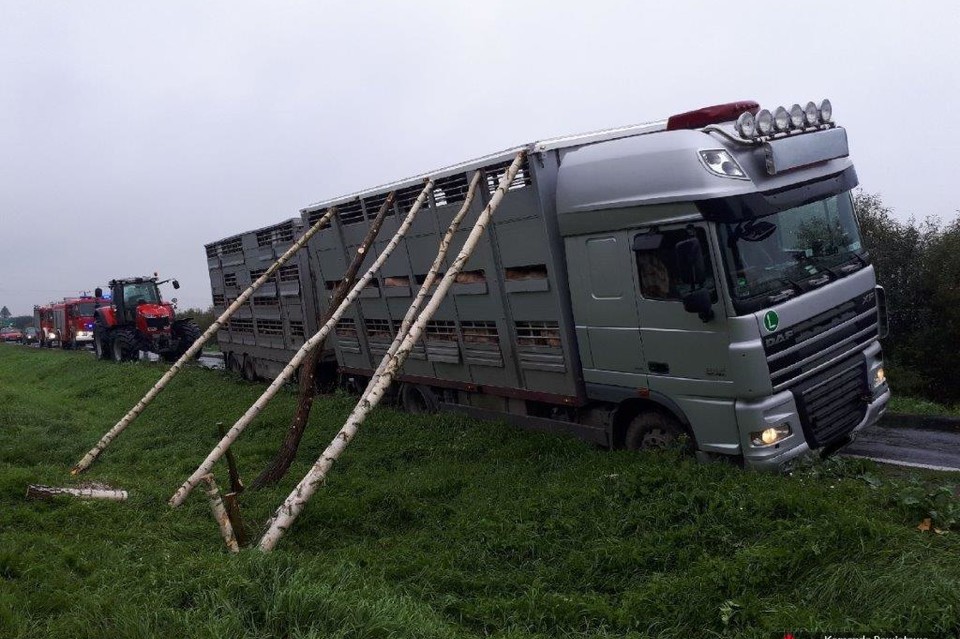 Zagrożony transport świń - Zdjęcie główne