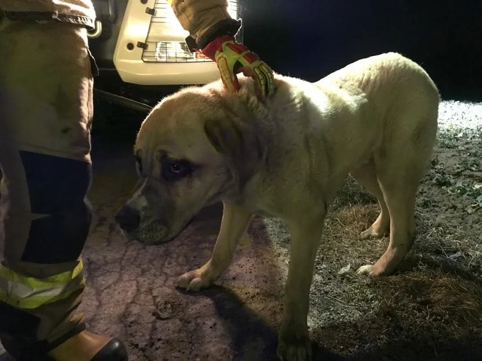 Pies wpadł do piwnicy domu pod Lublinem. Strażacy szukają jego właściciela - Zdjęcie główne