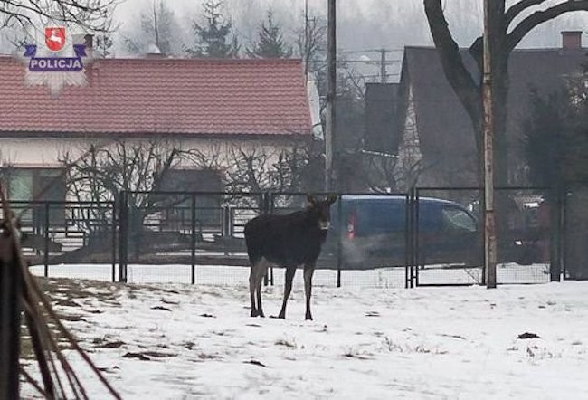 Łosie na skrzyżowaniu - Zdjęcie główne