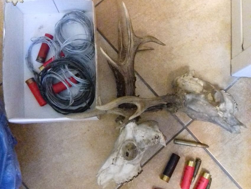 Amunicja, wnyki i poroża zwierząt znalezione u 38-latka - Zdjęcie główne