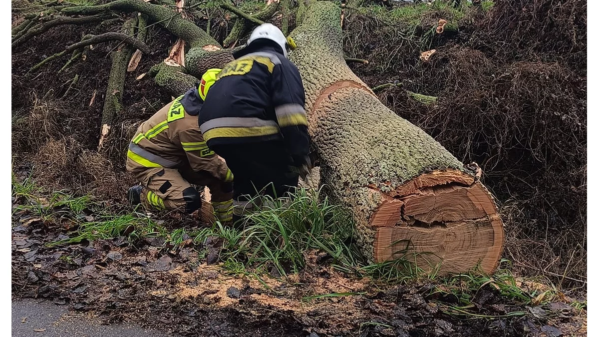 Padają drzewa i gałęzie. Interwencje straży pożarnej w powiecie lubartowskim - Zdjęcie główne