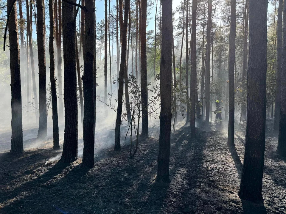 Gmina Ostrówek: znowu płonął las w Luszawie - Zdjęcie główne