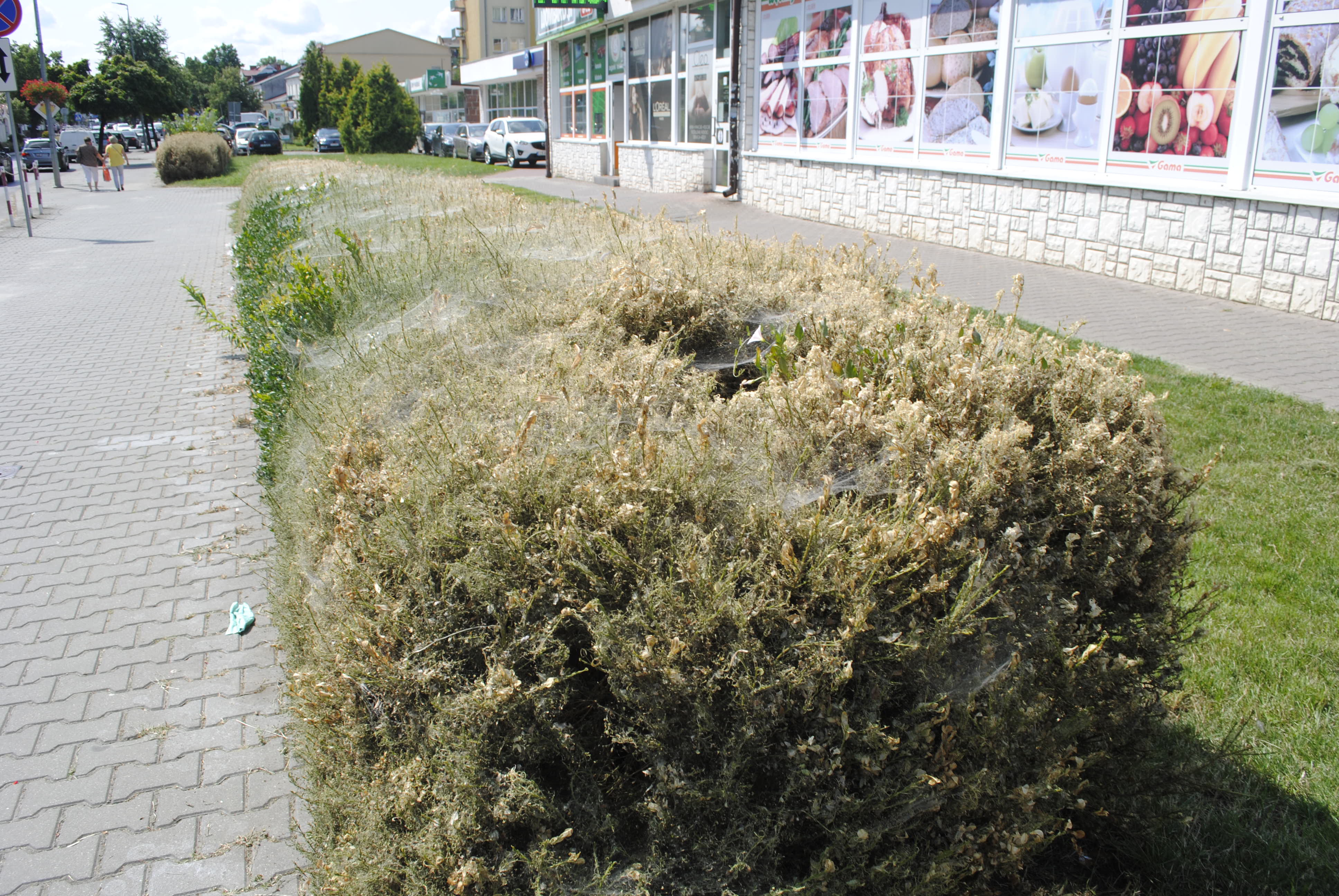 Szkodniki zniszczyły żywopłot w centrum Lubartowa - Zdjęcie główne