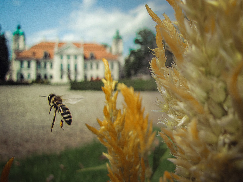 W Muzeum Zamoyskich wystawiają w ogrodzie - Zdjęcie główne