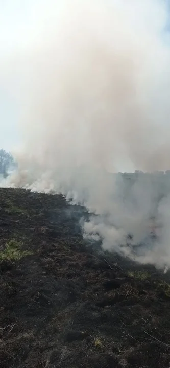 Pracowita majówka strażaków z Ostrówka. Pożar nieużyktów w Luszawie - Zdjęcie główne