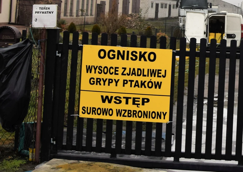 Powiat lubartowski: Ptasia grypa powraca! Zakażenie w gospodarstwie, w którym są tysiące indyków - Zdjęcie główne