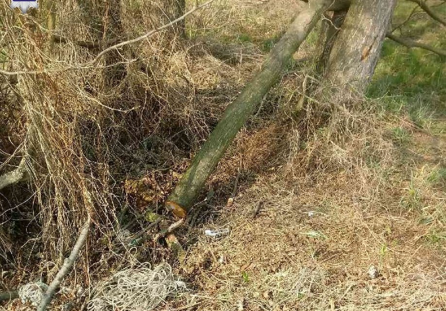 Wypadek przy wycince drzewa - Zdjęcie główne