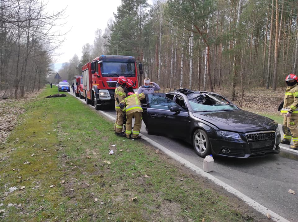 W Ostrowie Lubelskim audi zderzyło się z łosiem, dwie osoby poszkodowane - Zdjęcie główne