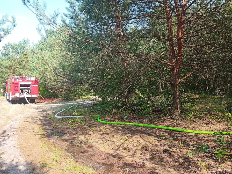 Pożar lasu w Ostrowie Lubelskim. Paliła się ściółka i drzewa (zdjęcia) - Zdjęcie główne