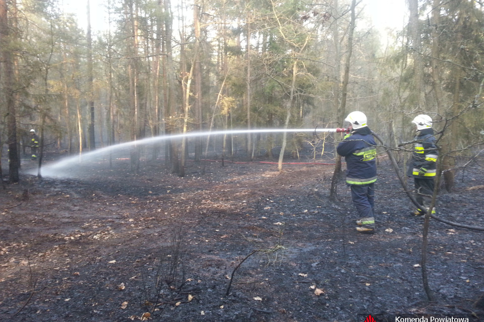 Pożar lasu w Antoniówce - Zdjęcie główne