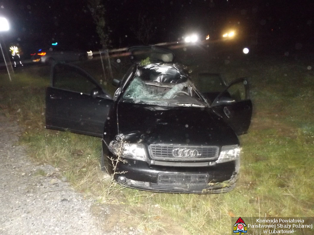 Audi uderzyło w łosia w Pałecznicy Kolonii - Zdjęcie główne