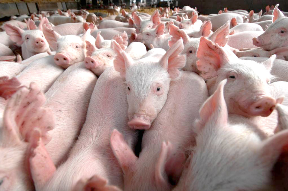 Rolnicy wybijają zdrowe stada i rezygnują z hodowli świń - Zdjęcie główne