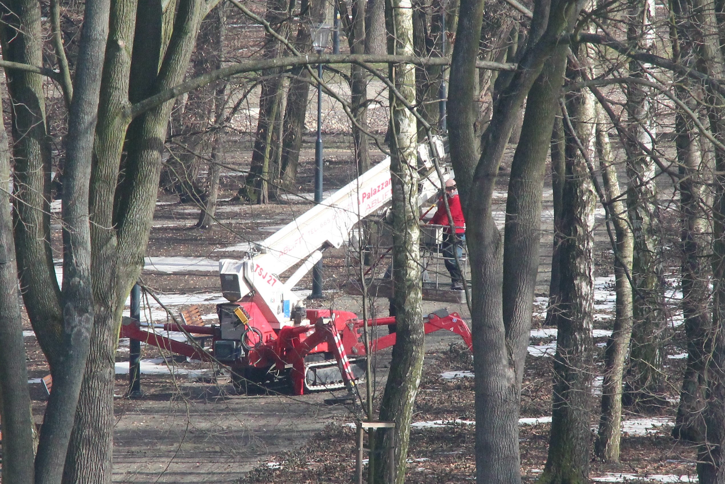  Lubartów: usuwają gniazda w parku. Mechanicznie - Zdjęcie główne