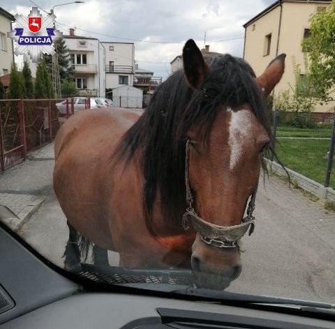 Po ulicach Lubartowa spacerował koń - Zdjęcie główne