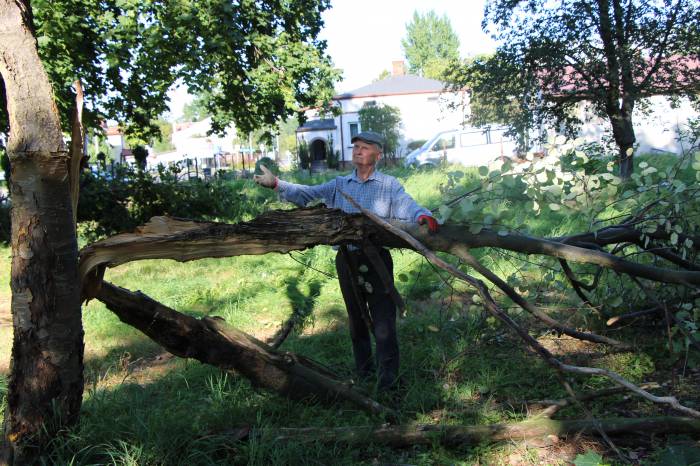 Drzewa na kirkucie zagrażają ludziom i budynkom - Zdjęcie główne