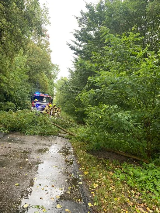 Wiało i łamało gałęzie. Wiatr w powiecie lubartowskim - Zdjęcie główne