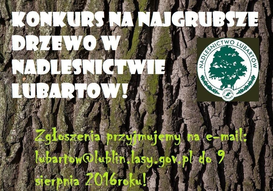 Konkurs Nadleśnictwa Lubartów na najgrubsze drzewo - Zdjęcie główne