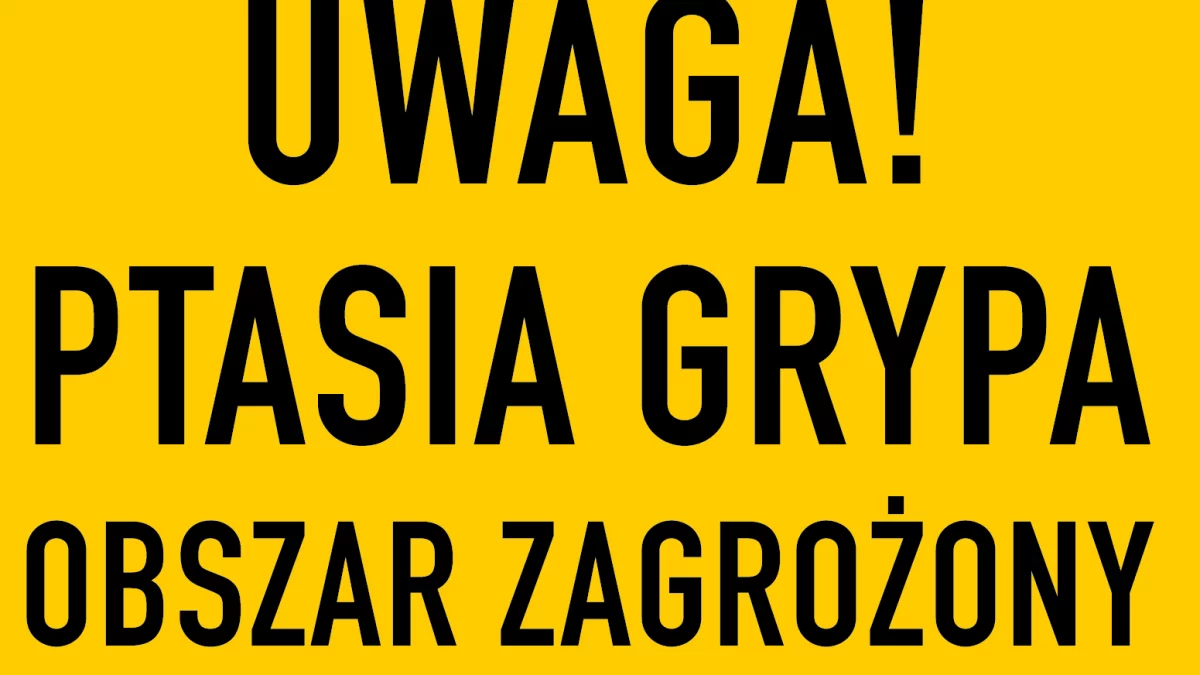 Ptasia grypa w powiecie lubartowskim,  strefy zagrożone w łęczyńskim i parczewskim - Zdjęcie główne