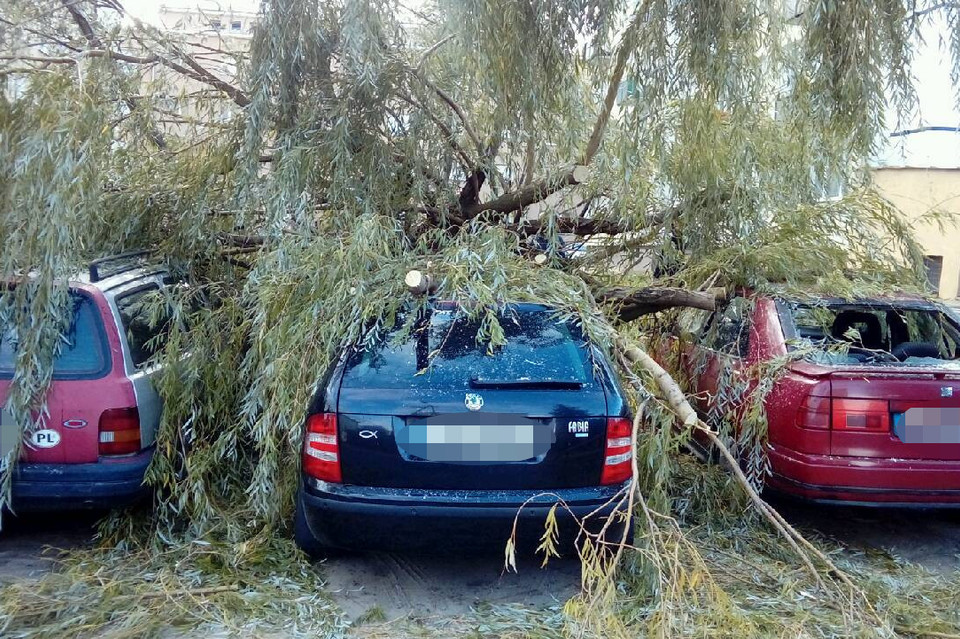 Drzewo uszkodziło samochody - Zdjęcie główne