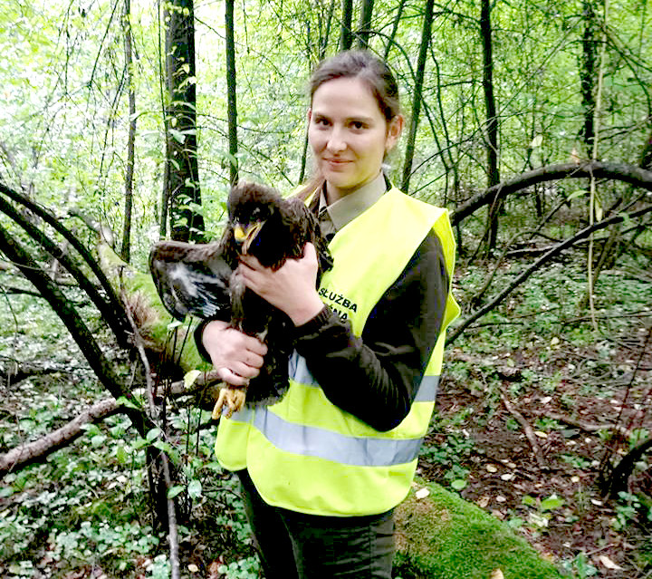 Nowy mieszkaniec międzyrzeckich lasów - Zdjęcie główne