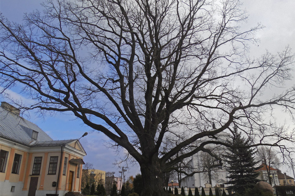 Zagłosuj na Dąb z Międzyrzeca w konkursie Drzewo Roku 2016 - Zdjęcie główne