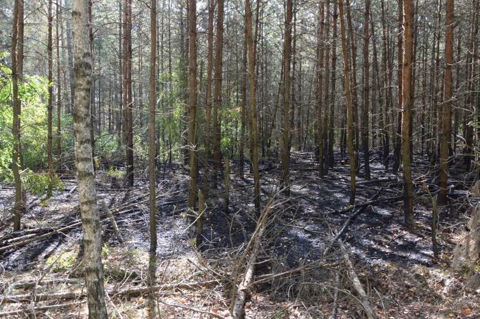 Podpalacze z OSP? - Zdjęcie główne