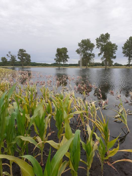 Setki hektarów upraw zniszczone przez niedrożny kanał - Zdjęcie główne