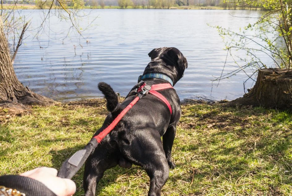 Wpływ odpowiednio dobranych szelek na komfort i bezpieczeństwo dużego psa podczas spacerów - Zdjęcie główne