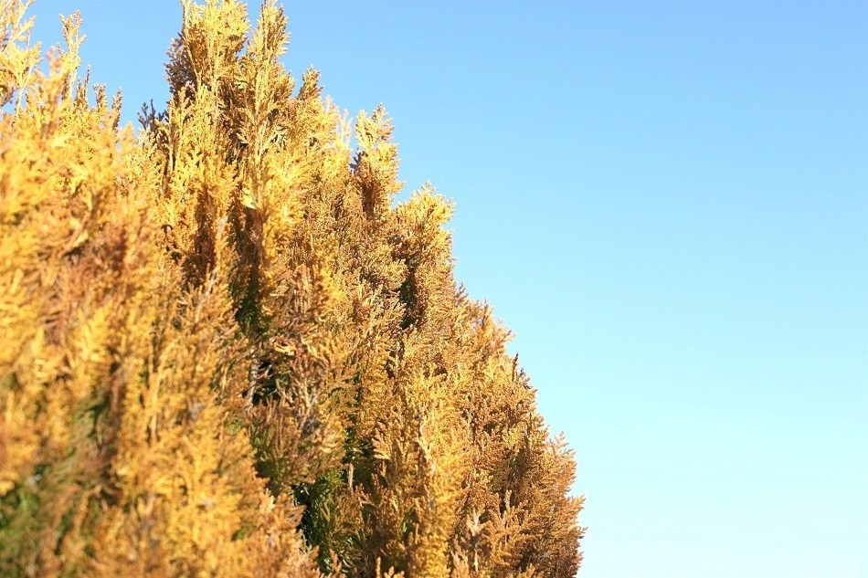 Tuje nie na rękę kierowcom. Znikną - Zdjęcie główne