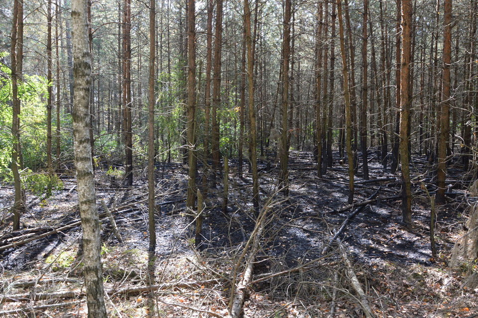 Podpalacze przynieśli wstyd i skalali mundur OSP - Zdjęcie główne