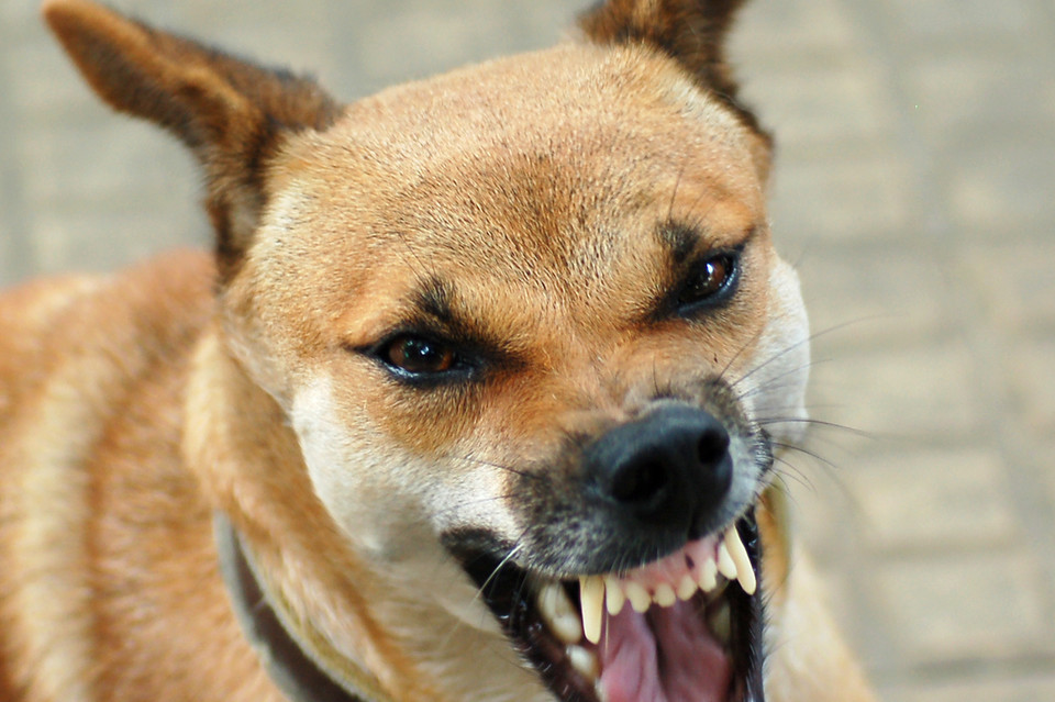 Międzyrzec dziczeje! - Zdjęcie główne